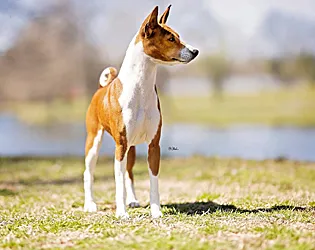 Archie